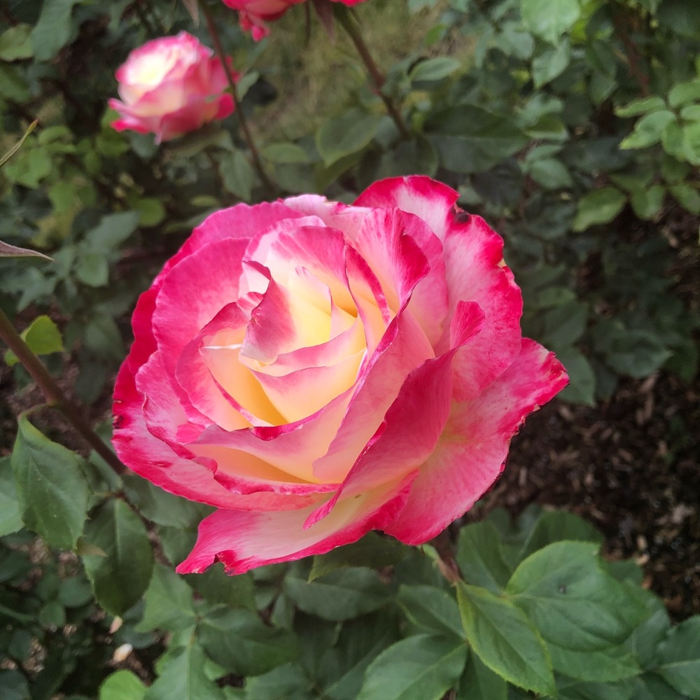 Meet your Posher, Lovielyn